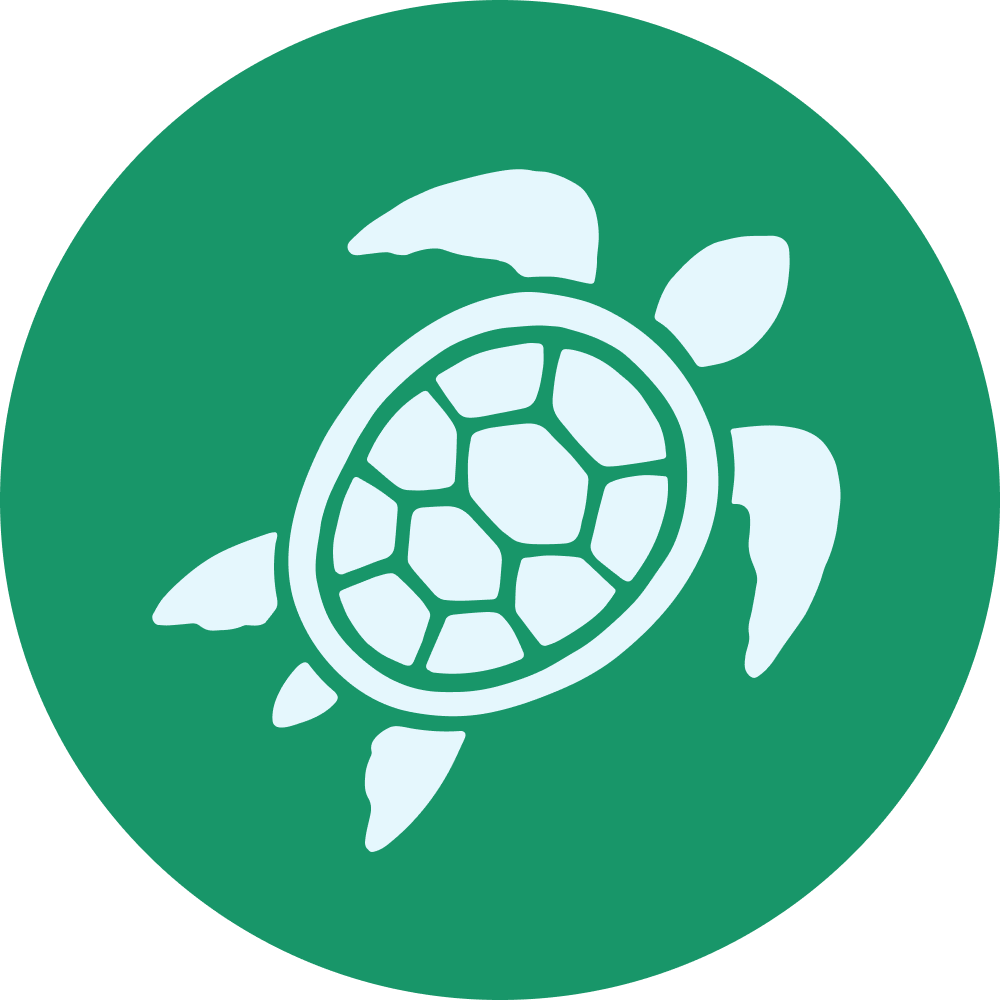 Sea Turtles