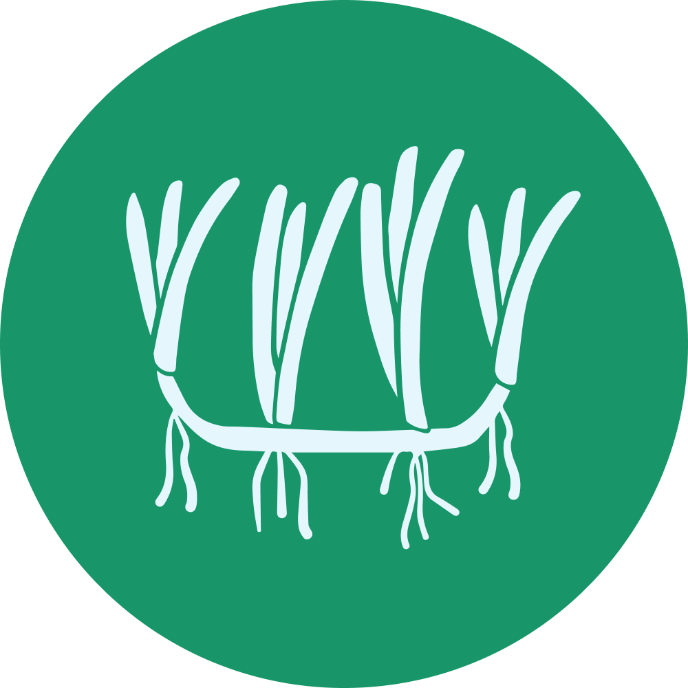 Seagrass